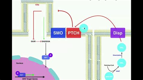 Biosignaling Sonic Hedgehog Shh Signaling Pathway Youtube