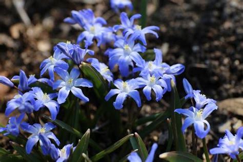 All About Chionodoxa
