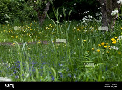 A Garden Left Unmown To Encourage Wildflowers Contains Cow Parsley