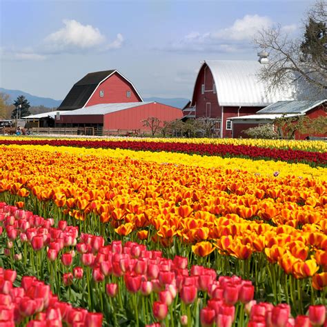 Tulip Town in Mount Vernon, WA (5 Photos)