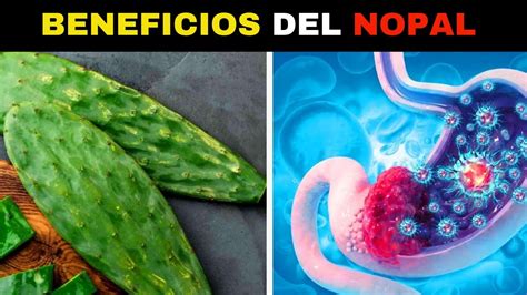 El Nopal Baja El Azucar Nopal Para La Diabetes Descubrelo Youtube