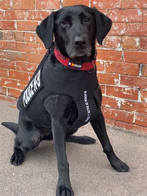 K9 Luna Receives Donation Of Body Armor Fox21 News Colorado