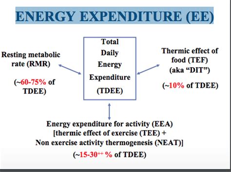 Nutrition Chapter 6 Energy Balance Flashcards Quizlet