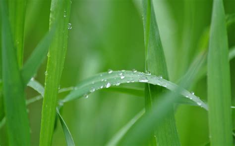 Wallpaper Sunlight Water Nature Field Green Summer Dew Vista