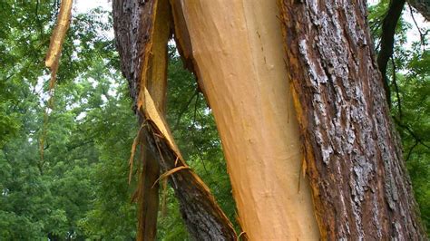 Tree Explodes In Lightning Strike