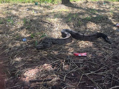 Moradora Flagra Jiboia De Metros Passeando Pela Regi O Da Lagoa