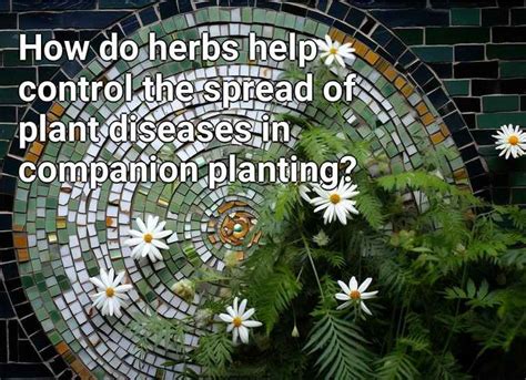 How Do Herbs Help Control The Spread Of Plant Diseases In Companion Planting Gardening Gov