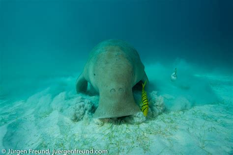 Dugong Watching 02 Dugong Dive Center
