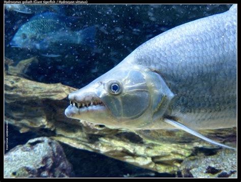 Peixe Tigre Golias Hydrocynus Goliath Biodiversity All