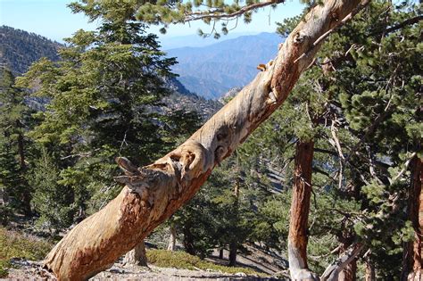 Hiking Timber Mountain East West Hike