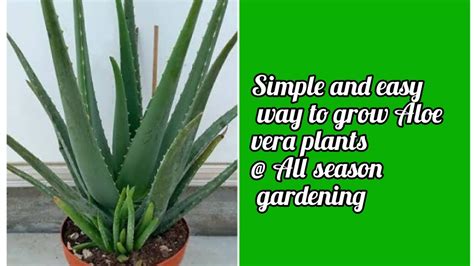 How To Propagate Aloe Plants All Season Gardening Youtube