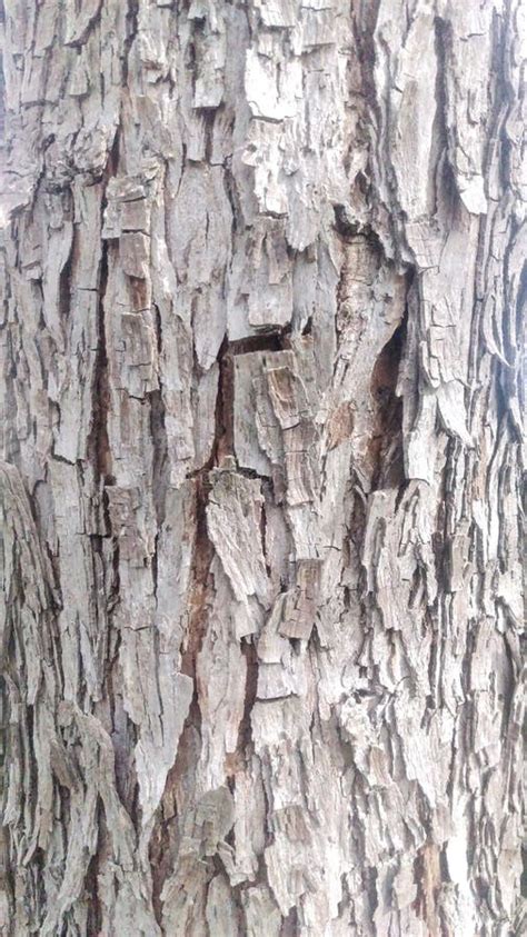 Pecan Tree Bark Stock Photos - Free & Royalty-Free Stock Photos from ...