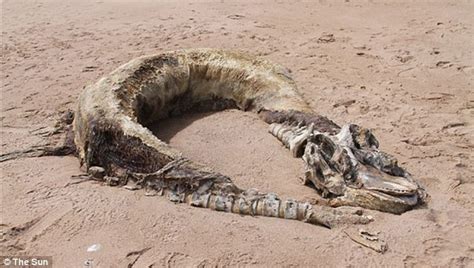 Sea Monster Found On The Beach Of Aberdeen Uk Earth Changes And The