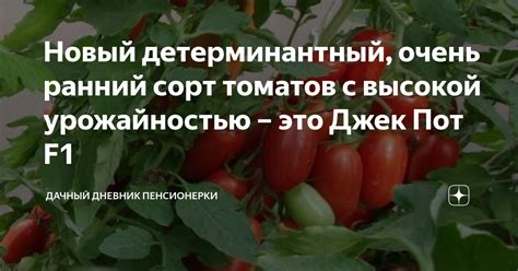 Новый детерминантный, очень ранний сорт томатов с высокой урожайностью ...