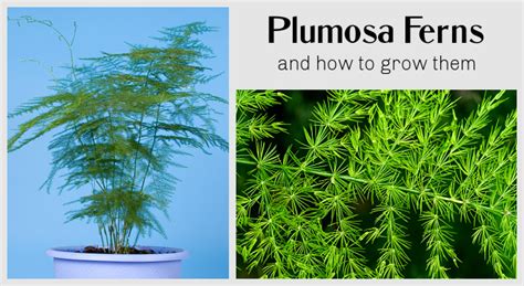 Plumosa Fern: How to Grow and Care for This Unique Houseplant