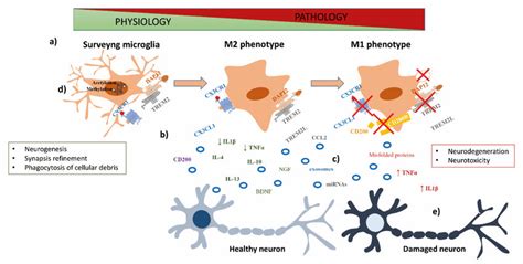 Communication Mechanisms In Neuron Microglia Crosstalk A Microglia