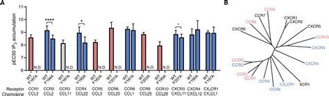 Identification Of A Conserved Chemokine Receptor Motif That Enables