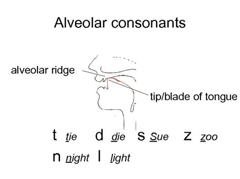 Practical Phonetics Week 2 Classifying Sounds Place And