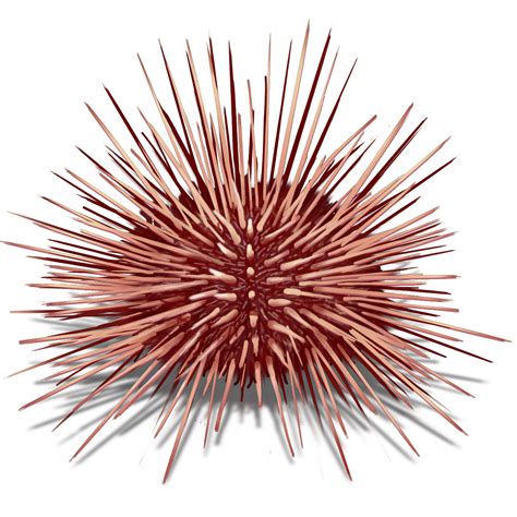 stuff nathan likes: Sea Urchin / Uni