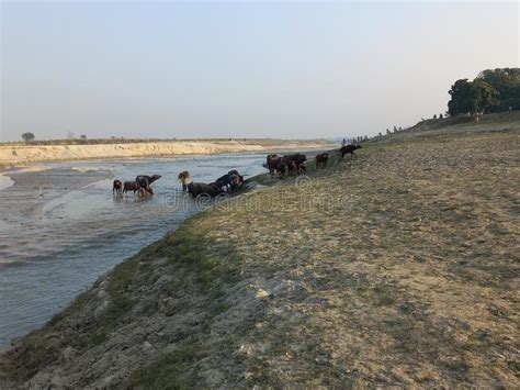 Rural Indian Landscape Village Beach At Padma River Stock Image