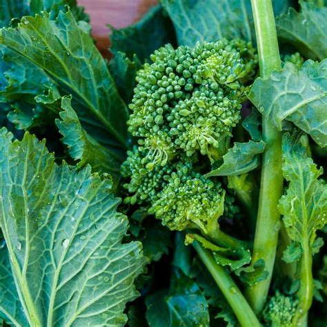 Cime Di Rapa E Broccoletti Due Ricette Tipiche Della Tradizione La