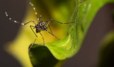 Onde E Como Denunciar Focos De Dengue No Litoral Norte De Santa Catarina