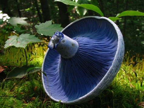 Hongo Azul Macrohongos De Cali Colombia NaturaLista Colombia