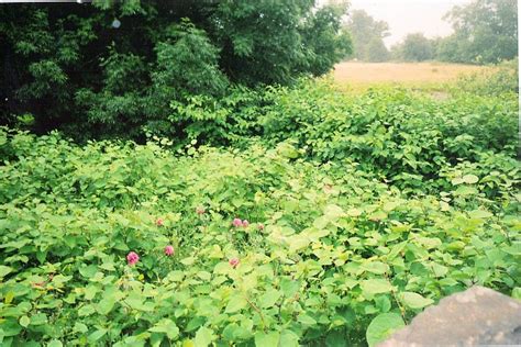 Japanese Knotweed Insurance Backed Guarantee Is Safe Pba Solutions