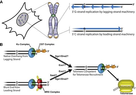 Telomere Replication Mre11 Leads The Way Molecular Cell