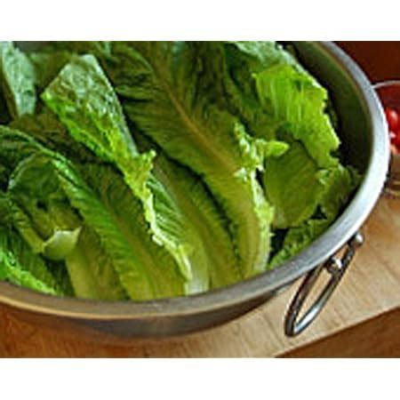 Amazon Lettuce Paris Island Romaine Lettuce Seeds Heirloom Non