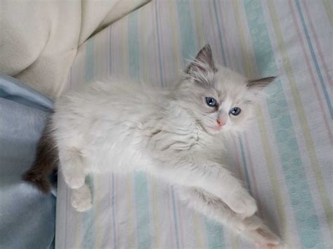 Kotka Ragdoll Liczna Gotowa Do Odbioru Blue Be Color Wroc Aw Stare