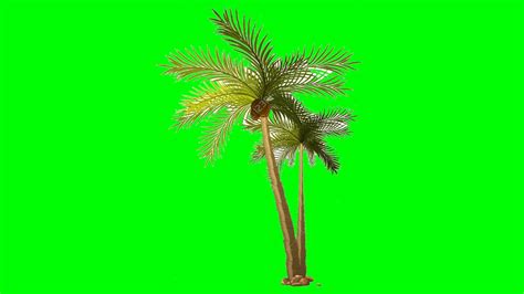 Green Screen Nariyal Coconut Tree Kinemaster Chroma Key Video Editor Youtube