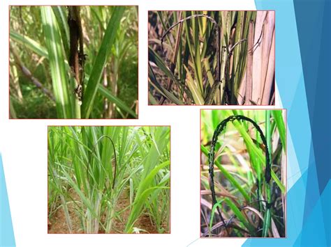 Diseases Of Sugarcane And Their Management Ppt