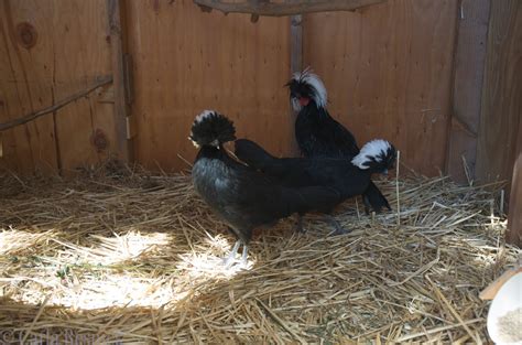 Permaculture In Northern California Chickens
