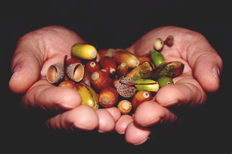 1000 Free Acorn And Nature Images Pixabay