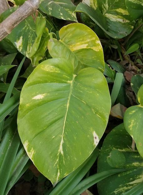 Premium Photo A Large Green Leaf With White Spots On It Is Surrounded