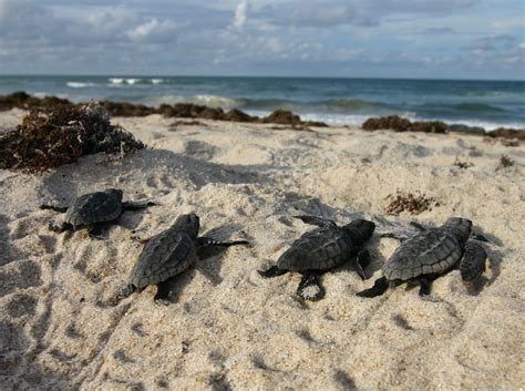 Floridas Sea Turtles Benefit From Empty Beaches Fish And Wildlife