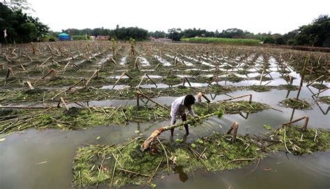 Flood Damages Tk B Crops Greenpage