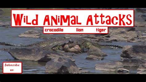 Wild Animal Attacks Craziest Animal Fights 2016 Youtube