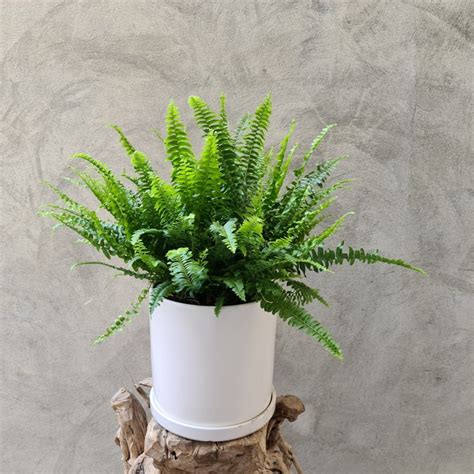 Nephrolepis Boston Fern — Singapore Flower Bahrain Floral Design