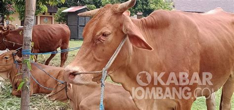 Dua Sapi Di Jombang Tunjukkan Gejala Yang Mirip Pmk Kabar Jombang