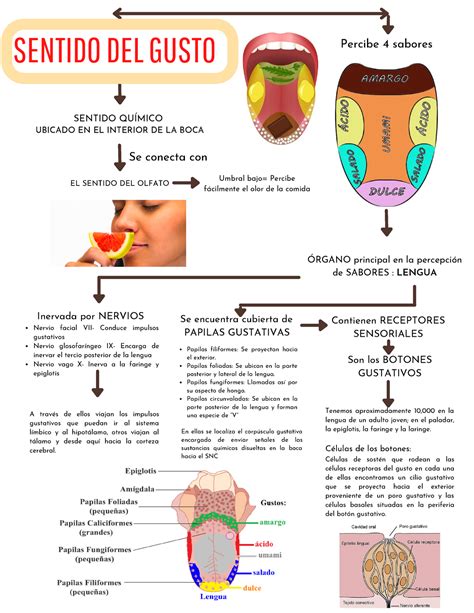 Mapa Mental Sobre Los Sentidos Del Gusto Y Olfato – Themelower