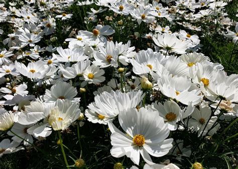 Premium Photo | White cosmos flower in the garden