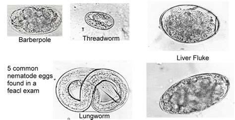 Four Different Types Of Eggs Are Shown In Black And White With The