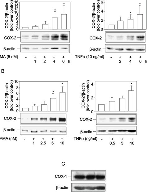 Cox Is Induced By Pma And Tnfa In Huvec Serum Starved Huvec Were