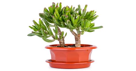 Jade Plant Varieties | Different Types & Kinds Of Jade Species ...