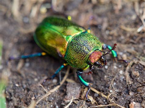 Photos of Beetles