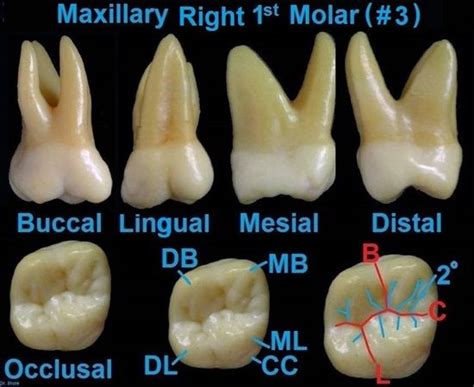 Dentaltown Dental Anatomy And Tooth Morphology Dental Anatomy