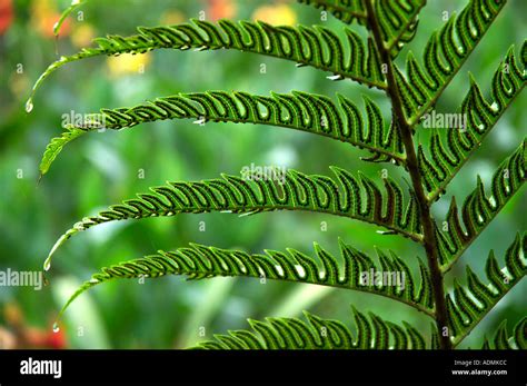 rainforest plant Costa Rica Stock Photo - Alamy