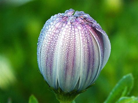 Free Picture Morning Dew Purple White Flower